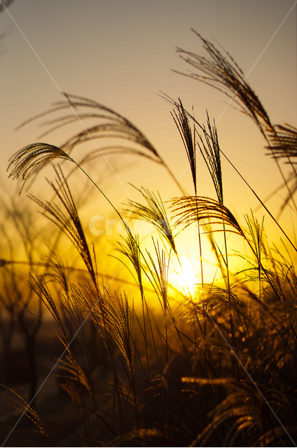 억새,햇빛,역광,감성,가을,grass,잔디,plant,식물