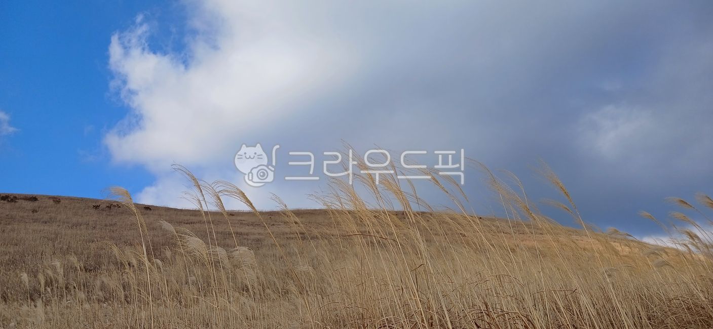 field,필드,grassland,목초지,옥외,갈대,억새,바람,언덕,오름,제주오름,새별오름