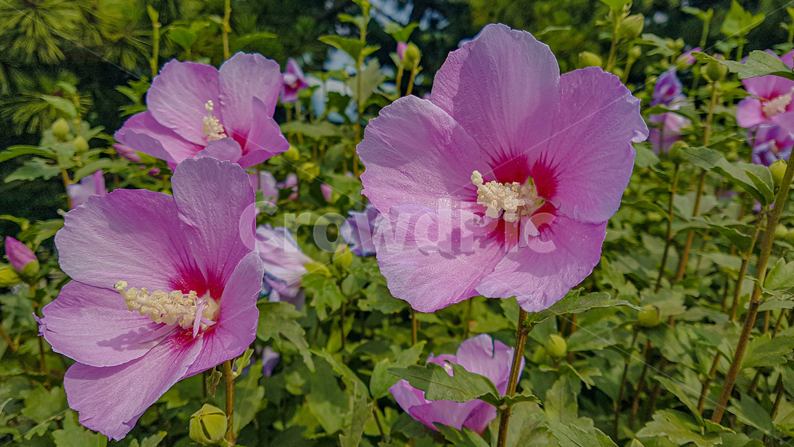 꽃,무궁화,식물,풀,대한민국,자연,분위기,flower,plants,grass,korea,nature