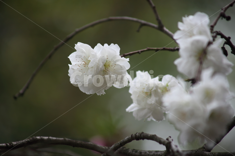 옥매,매화,봄,옥매화,prunusglandulosa