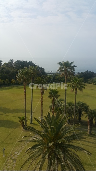 제주도,야자수,자연,나무,풍경,초록색,힐링,자유