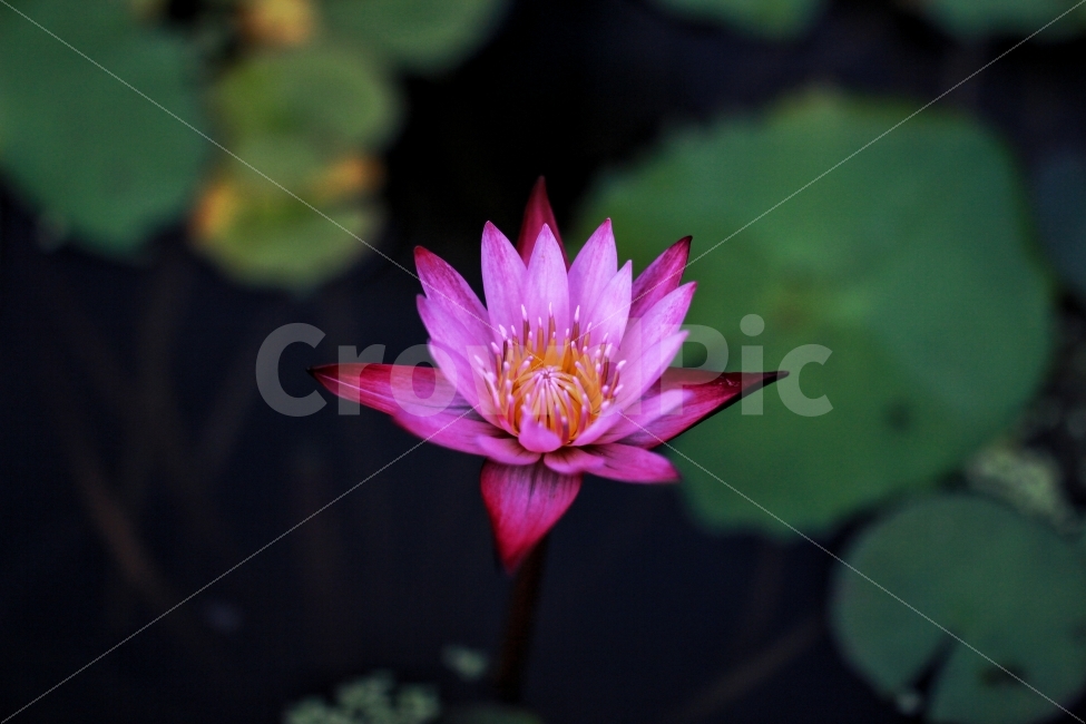 연꽃,꽃,연잎,만개,Flower,꽃술,핑크,분홍,예쁜꽃,봄,여름,가을,겨울,꽃순,출사,꽃사진,식물,자연,plants,nature,꽃,flower