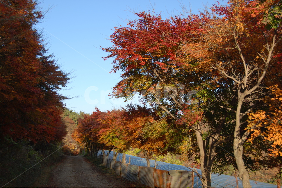금정산,부산광역시,100대명산,등산로,휴양림,가을,계절,fall,autumn,season,자연,풍경,nature,landscape,한국자연풍경,한국자연경관,korea nature landscape,plant,식물,tree,나무,maple,단풍,leaf,잎
