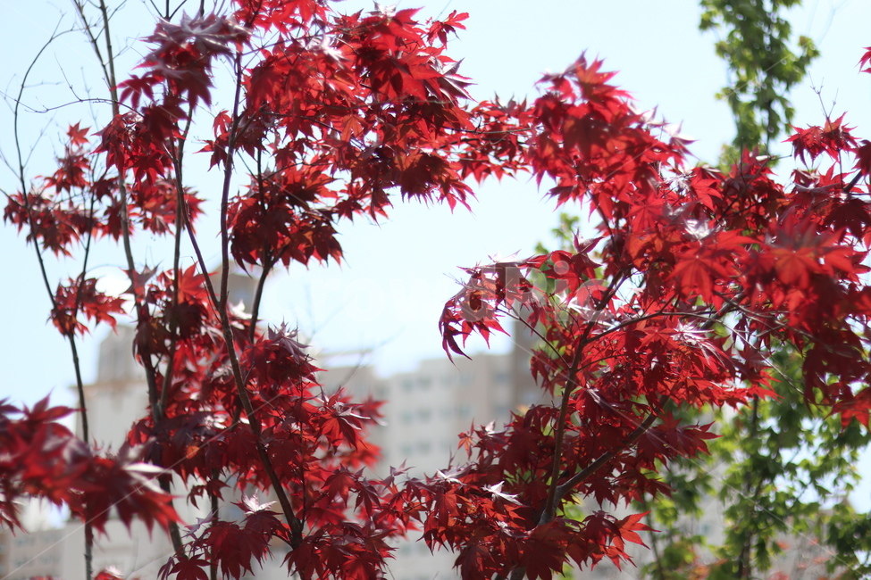 홍단풍,자주,구름,봄,파랑,가을,계절,fall,autumn,season,식물,자연,plants,nature,leaf,잎,plant,tree,나무,maple,단풍