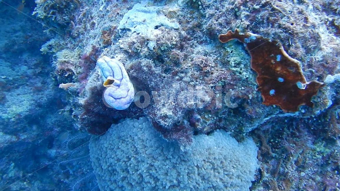 산호,산호초,바다,스쿠버다이빙,greatbarrierreef,호주,그레이트배리어리프,coralreef,coral,flower,ocean,sea,underthesea,underwater,자연,풍경,nature,landscape,대양,outdoors,옥외,water,물,sea life,해양 생물,animal,동물,reef,암초,coral reef,fish,물고기,aquatic,물의