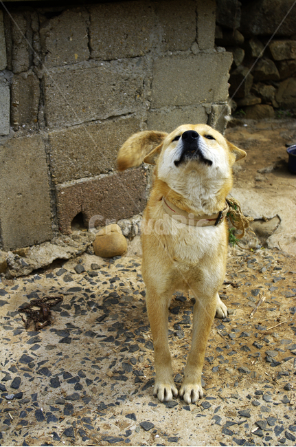 강아지,동물,애완견,반려견,개,animal,동물,animal,포유류,mammal,개,강아지,dog,doggy