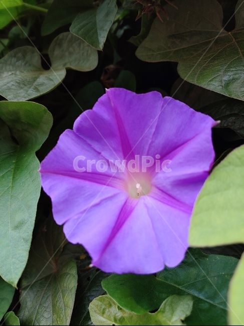 flower,꽃,blossom,식물,spring