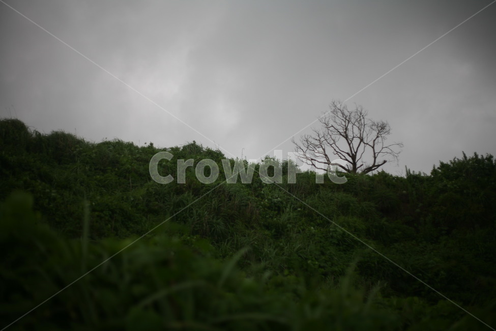 nature,자연,outdoors,나무,날씨,초목
