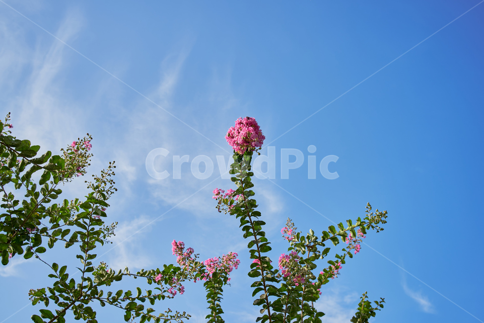나무,꽃,하늘,오후,여름,sky,구름,flower,식물,자연,plants,nature,꽃,flower
