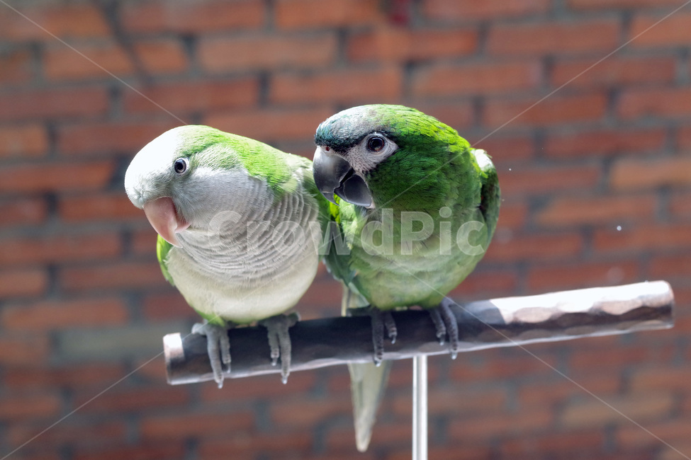 앵무새,봄,동물,조류,한스마카우,퀘이커,PARROT,MACAW,QUAKER,SPRING,동물,animal,조류,새,birds