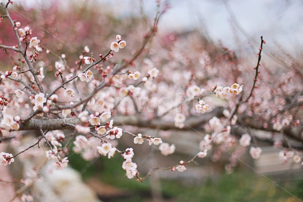 매화,매화마을,매화꽃,꽃,매화축제,봄,계절,spring,season,식물,자연,plants,nature,꽃,flower,plant,blossom