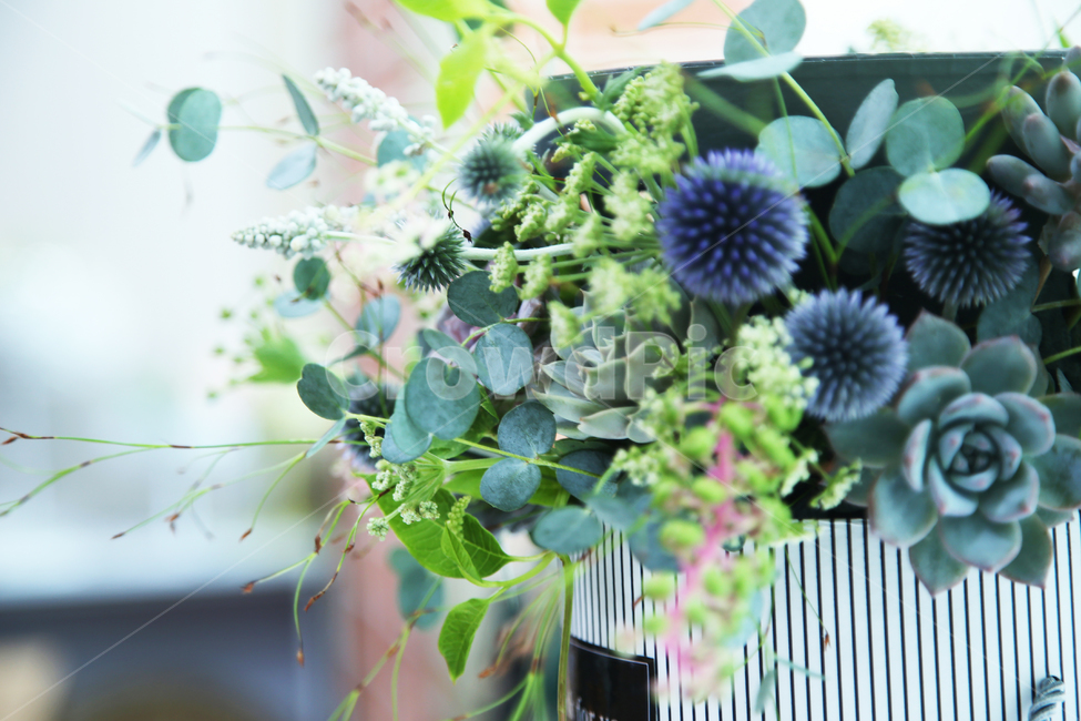 다육이원형박스,원형박스,꽃박스,다육이,다육이배경소스,식물,자연,plants,nature,꽃,flower