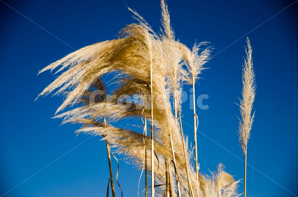 갈대,가을,갈대밭,갈색,바람,가을,계절,fall,autumn,season,식물,자연,plants,nature,grass,잔디,plant