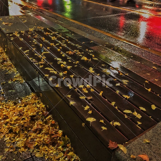 은행잎,노랑,비,ginkgoleaf,yellow,rain,가을,계절,fall,autumn,season