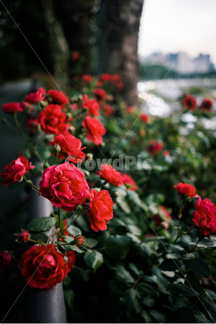 장미,봄,꽃,감성,울타리,5월,4월,rose,spring,flower,emotion,fence,april,봄,계절,spring,season,식물,자연,plants,nature,꽃,flower,감성,sensible,feeling,blossom,plant,geranium,제라늄