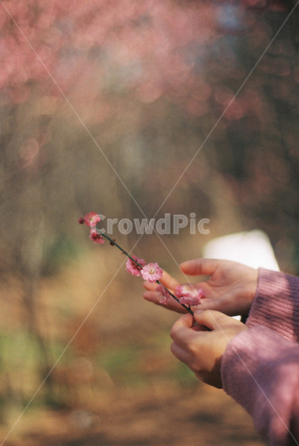 매화,매화꽃,봄꽃,분홍꽃,봄,분홍,pink,umeflower,꽃,flower,spring,apricotflower,식물,봄풍경,봄이미지,꽃놀이,손,hands,꽃구경,봄,계절,spring,season,식물,자연,plants,nature,꽃,flower,감성,sensible,feeling,finger,손가락