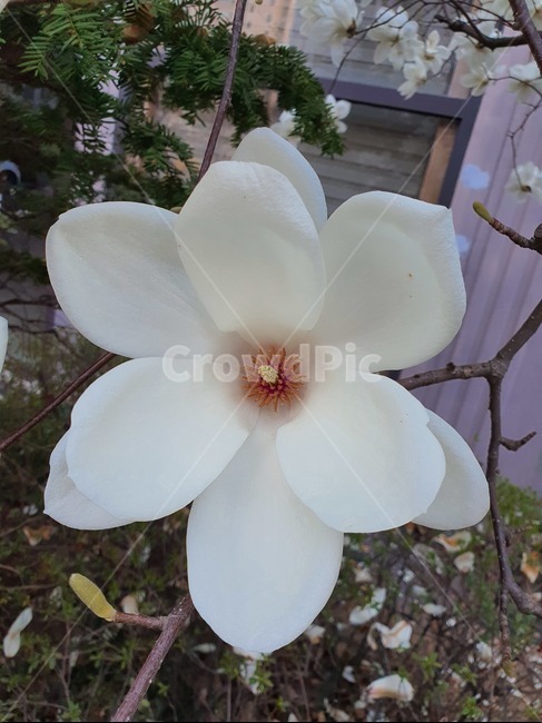 plant,식물,flower,꽃,blossom,목련,magnolia,봄,나무,봄꽃,단아한,청초,white,흰꽃