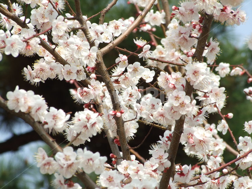 식물,꽃,꽃잎,flower,벚꽃,봄,계절,spring,season,식물,자연,plants,nature,꽃,flower,plant,blossom,cherry blossom