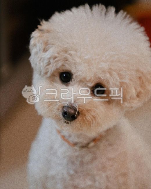 강아지,개,동물,반려견,애완견,애완동물,푸들,크림푸들,puppy,dog,pet,동물,animal,포유류,mammal,개,강아지,dog,doggy