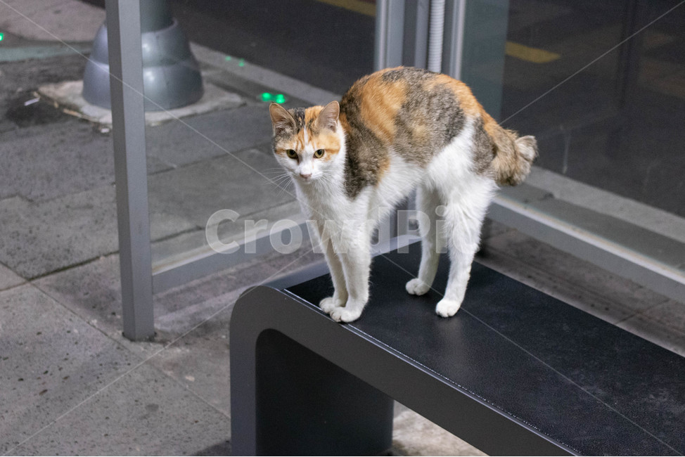 고양이,야옹이,자세,포즈,동물,동물,animal,포유류,mammal,고양이,cat,kitten,kitty