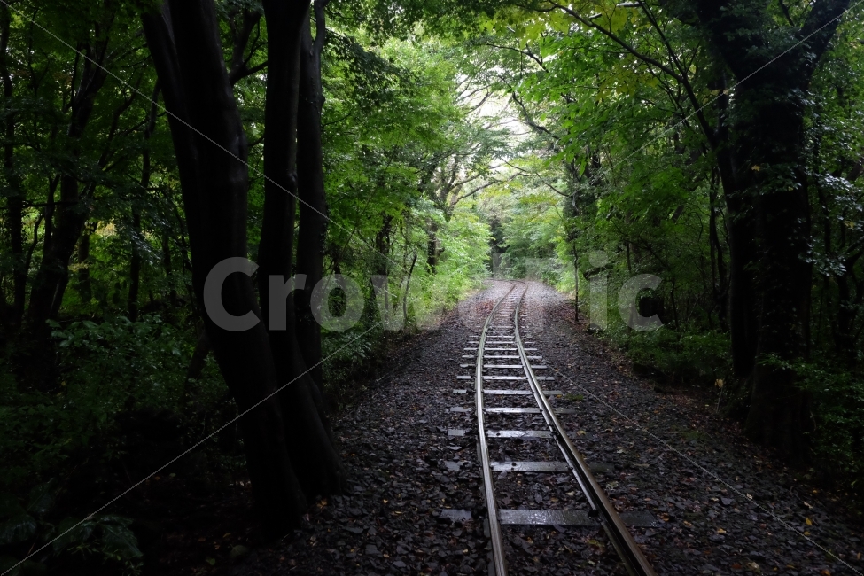 나무,숲,기찻길,철길,제주,에코랜드,여행,관광,자연,풍경,nature,landscape,교통,교통수단,traffic,transportation,railway,철도,train track,rail,레일,road,도로,dirt road,흙길,gravel,자갈