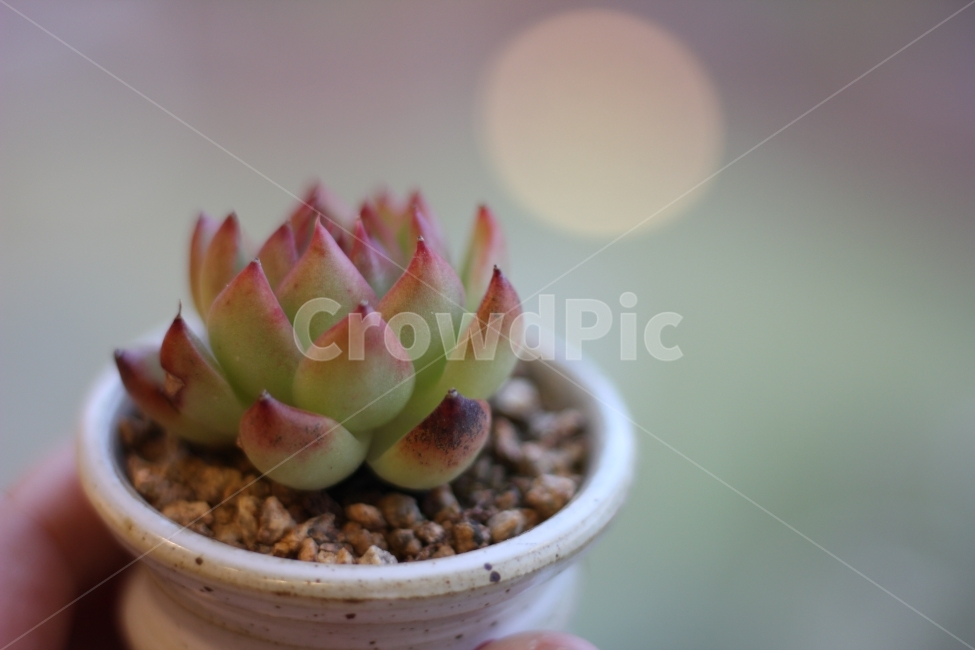 다육식물,다육이,식물,풀,감성사진,감성,힐링,식물,자연,plants,nature,실내용화초,화분,화초,house plant,감성,sensible,feeling