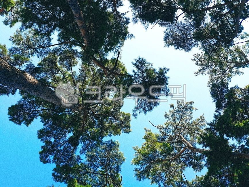 sky,tree,나무,식물,treetrunk,나무줄기,하늘