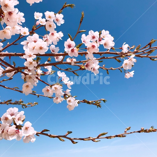벚꽃,꽃,봄,나무,풍경,자연,봄,계절,spring,season,식물,자연,plants,nature,꽃,flower,plant,blossom,cherry blossom