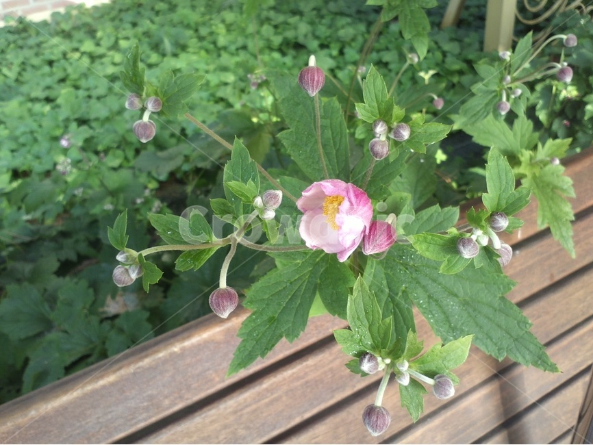 아네모네,봄꽃,바람꽃,미나리아재비과,알뿌리화초,식물,자연,plants,nature,꽃,flower