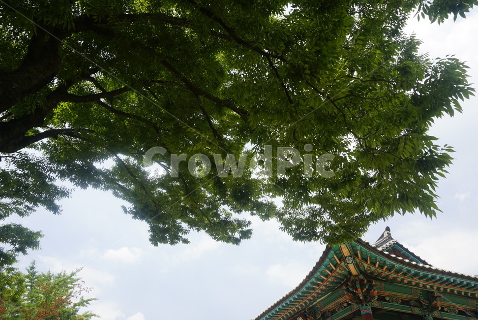 나무,절,풍경,하늘,단청,한국전통,한국문화,korean traditional,korean culture,건축물,건물외관,exterior,building,structure,architecture,construction