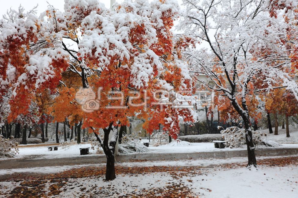 눈,폭설,단풍,숲,눈꽃,나무,백설,설경,낙엽,겨울