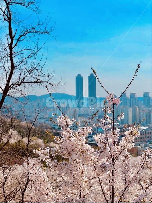 꽃,벚꽃,봄,경관,산,자연,flower,blossom,cherryblossom,spring,landscape,mountain,outdoor,nature,tree,plant,봄,계절,spring,season,식물,cherry blossom