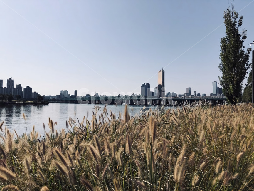갈대,갈대밭,한강,여의도한강,여의도,하늘,가을,식물,잔디,plant,reed,grass,lawn,river,hangang,hanriver,sky,도시,풍경,city,landscape