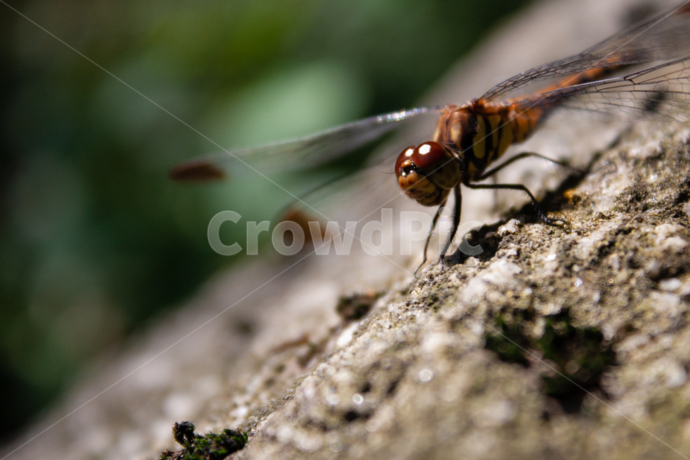 잠자리,바위,자연,근접사진,접사,갈색,초록색,곤충,벌레,insect,bug