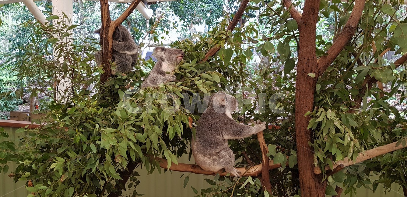 코알라,animal,koala,동물,동물원,유칼립투스,식물