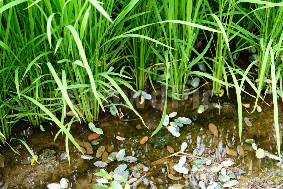 시골,농촌,벼,보리,논,밭,곡식,쌀,농사,모내기,여름,식물,자연,nature,country,경작,경작지,풀,풀잎,이파리,토지,흙,땅,물,water,한국,korea,풍경,힐링,힐링사진,감성,감성사진,그린,green,녹색,환경,이삭,농업,농산물,농작물,농작,추수,가을,재배,수확,생산,식사,요리,레시피,cook,식자재,식재료,식품,식료품,신토불이,건강,한국적,한국적인,autumn,9월,농부,느낌,분위기,컨셉,콘셉,concept,스냅,스넵,스냅사진,스넵사진,snap,푸른,푸르다,푸름,rice,식량,주식,farm,농지,벼농사,쌀농사,asia,아시아,동양,동양적,동양적인,명절,추석,추수감사절,snapshot,한국자연,한국의자연,landscape,시골,마을,풍경,landscape,country,rural,town,식물,자연,plants,nature