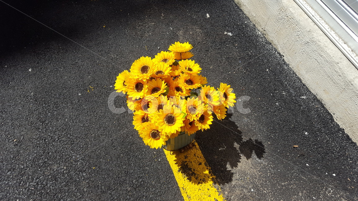 꽃,해바라기,도로,노란색,노랑,노란꽃,flower,sunflower