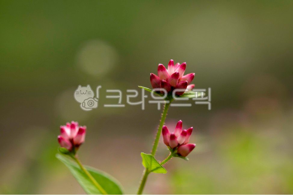 고마리,고마리꽃,야생화,가을꽃,마디풀과,큰꼬마리,줄고만이,조선꼬마리,꽃,flower,blossom