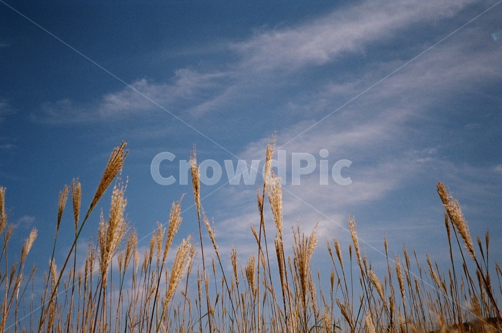 억새,갈대,갈대밭,필름,하늘,가을,자연,색감,색체,가을하늘,plant,식물,grass,nature,가을,계절,fall,autumn,season,자연,풍경,nature,landscape,잔디