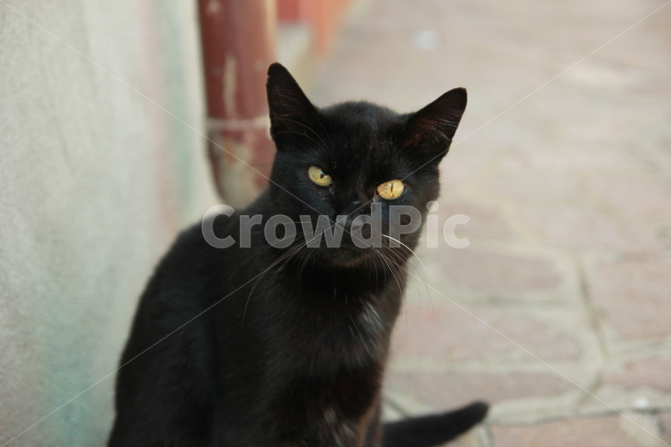 고양이,길고양이,동물,포유류,cat,동물,animal,포유류,mammal,고양이,cat,kitten,kitty
