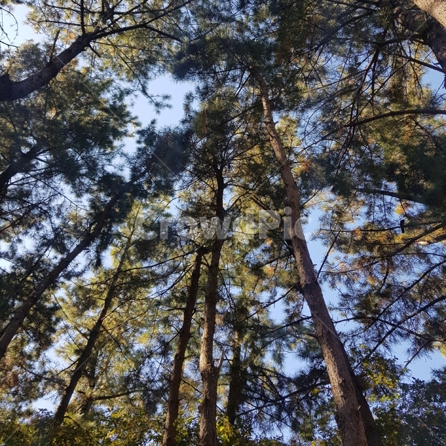 나무,풀숲,건강,하늘,맑은날,자연,풍경,nature,landscape,tree,plant,식물,redwood,세쿼이아