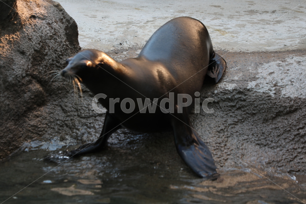 물개,바다,대공원,동물,포유류,동물,animal,포유류,mammal