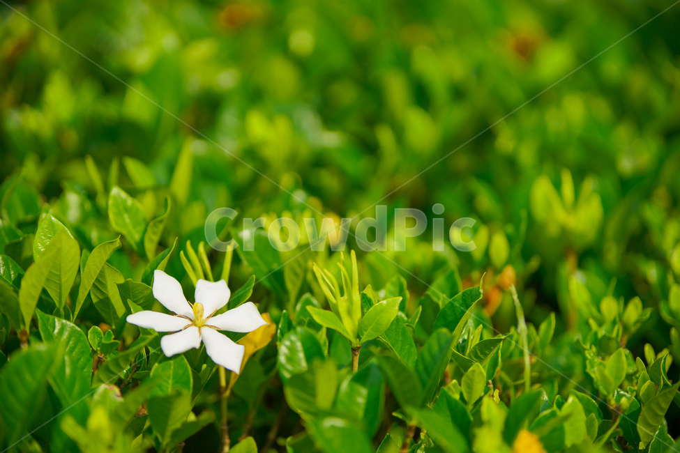 식물,여름,녹색,흰색,배경,꽃,풀,식물,자연,plants,nature,꽃,flower
