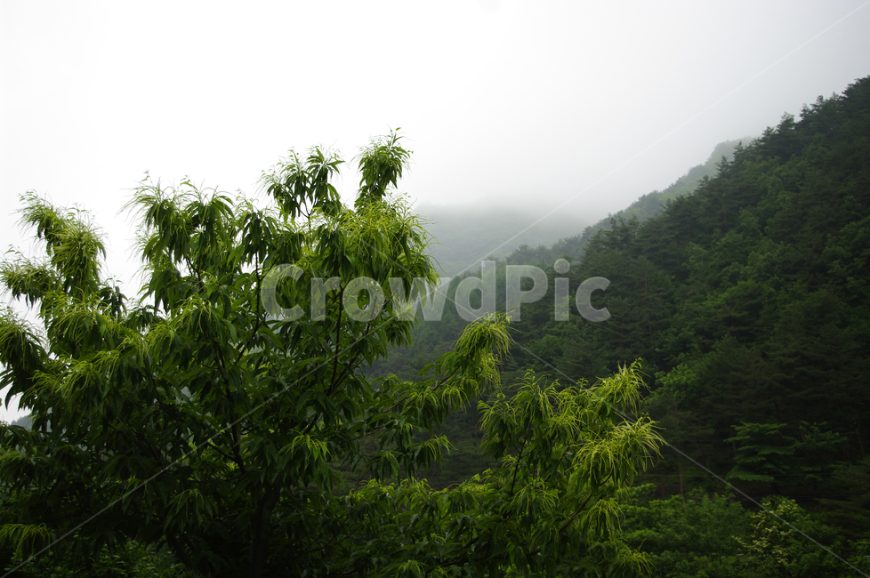 밤나무,나무,식물,plamt,밤꽃,자연,풍경,nature,landscape,outdoors,옥외,weather,날씨