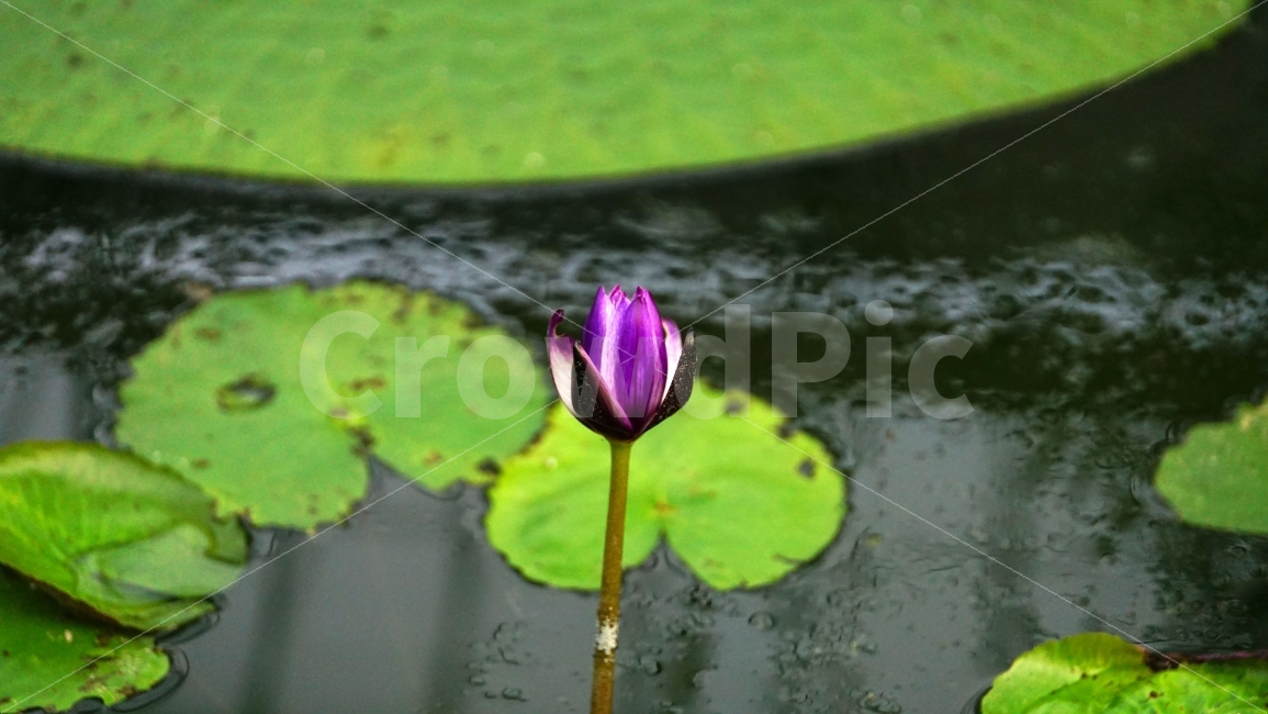 연꽃,연꽃잎,연못,플라워,자연,flower,nature,식물,이파리,물,water,summer,여름,꽃사진,감성,감성사진,계절,season,풍경,landscape,plants,식물,자연,plants,nature,꽃,flower