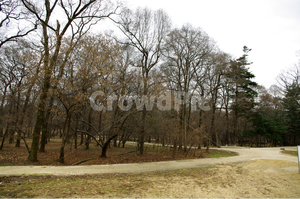 나무,숲,겨울,겨울나무,식물,길,자연,풍경,nature,landscape,tree,plant