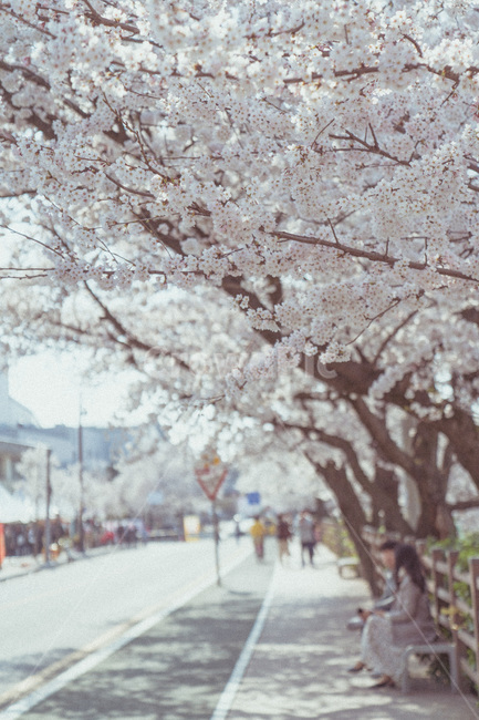 봄,벚꽃,꽃잎,감성,데이트,연인,축제