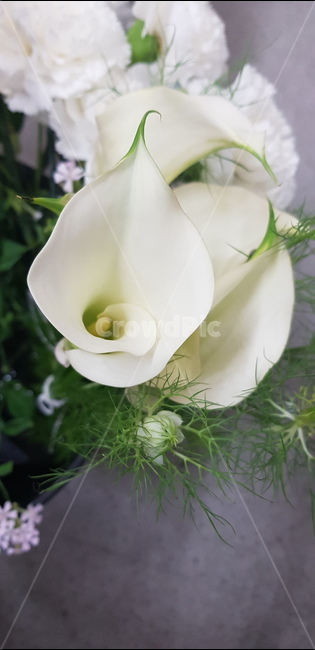 flower,카라,whitecalla,식물,칼라,꽃,흰색카라