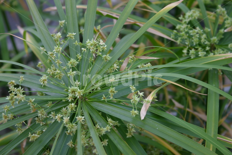 초록,식물,잎,tree,leaf,plant,green,nature,leaves,branch,fruit,isolated,spring,fresh,foliage,flower,garden,agriculture,flora,growth,forest,herb,organic,blossom,pine,macro,closeup,closeup,natural,twig,bloom,beauty,blooming,beautiful,petal,season,outdoors,environment,freshness,lush,grass,bouquet