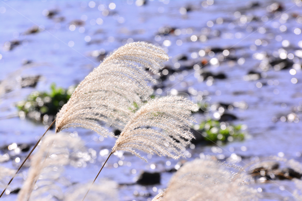억새,들풀,억새꽃,가을배경,가을느낌,plant,식물,뱌경,바탕,백그라운드,background,개울가,개천,시냇가,보케,빛망울,가을,계절,fall,autumn,season,grass,잔디,lawn